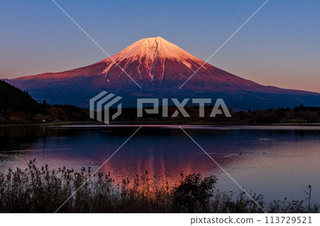 靜岡縣富士宮市井之頭的狸湖和富士山 113729521