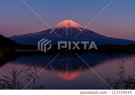靜岡縣富士宮市井之頭的狸湖和富士山 113729545