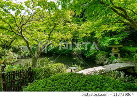 Ikedayama Park, Shinagawa Ward, Tokyo 113729864