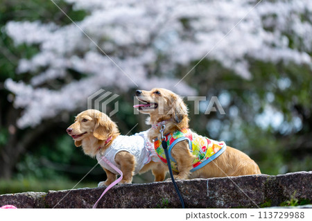 Dachshund walking in a park with cherry blossoms Dachshund walking in a park with cherry blossoms 113729988