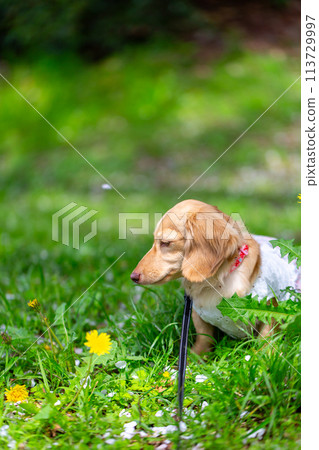臘腸犬在公園散步 臘腸犬在公園散步 113729997