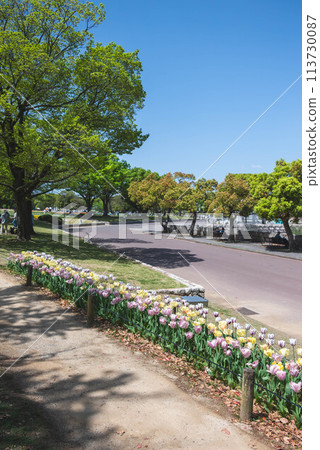 Tulip flower Tulip flower 113730087