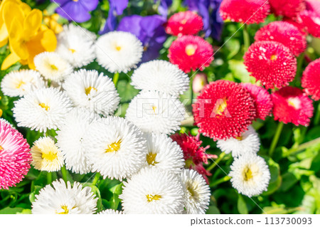 Colorful flower bed 113730093