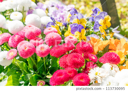 五顏六色的花床 五顏六色的花床 113730095