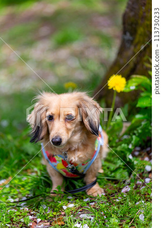 Kaninchen Dachshund walking in the park 113730233