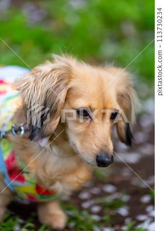 Kaninchen Dachshund walking in the park 113730234