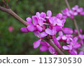 Hanazu Ow 113730530