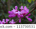 Hanazu Ow 113730531