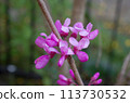 Hanazu Ow 113730532