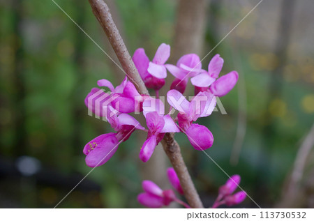 Hanazu Ow Hanazu Ow 113730532