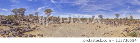 Panoramic picture of a quiver tree in the quiver tree forest near Keetmanshoop in southern Namibia Panoramic picture of a quiver tree in the quiver tree forest near Keetmanshoop in southern Namibia 113730584