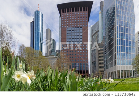 Picture of the Frankfurt skyline with white flowers in the foreground 113730642