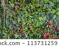 plant wall, green plant decoration on the wall and make it look fresh and beautiful. Decorate the garden with fake plants on the wall of the house for Nature background of green forest 113731259