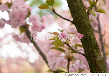 Pink delicate flowers of Japanese cherry blossom, close-up 113731311