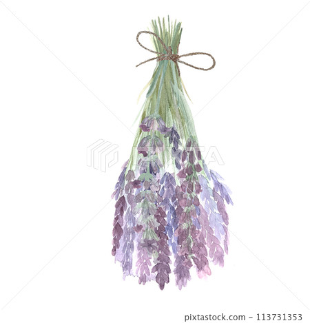 Lavender bunch tied with a string isolated on white. Hand painted in watercolor. Herb with purple flowers, eco design. High quality art for packages, essential oil bottles, oil infusions, herbalism 113731353