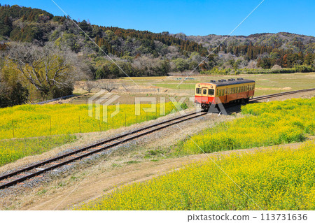 【千葉縣市原市】小湊鐵道和油菜花的藍天風景 113731636
