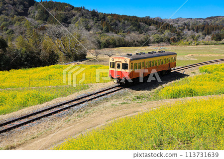 [Ichihara City, Chiba Prefecture] Kominato Railway and blue sky scenery of rape blossoms 113731639