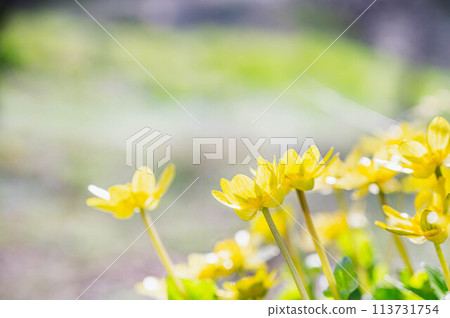 春天黃色的花朵在田野裡綻放 春天黃色的花朵在田野裡綻放 113731754