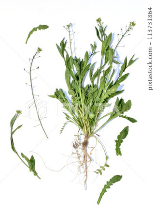 Field grass in early spring Shepherd's purse. Field grass in early spring Shepherd's purse. 113731864