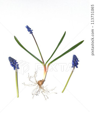 Flowers in a flower bed in early spring Viperous onion. Flowers in a flower bed in early spring Viperous onion. 113731865