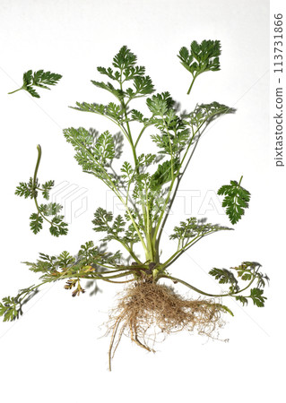 Field grass in early spring Trailer flat-fruited. Field grass in early spring Trailer flat-fruited. 113731866