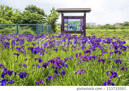 簇生的花、西空的菖蒲群落、天然紀念物Dondohana、三重的觀光景點 113732081
