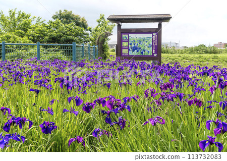 簇生的花、西空的菖蒲群落、天然紀念物Dondohana、三重的觀光景點 113732083