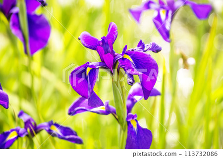 Clusters of irises, Saigū's iris colony, the natural monument Dondohana, and wild iris flowers 113732086