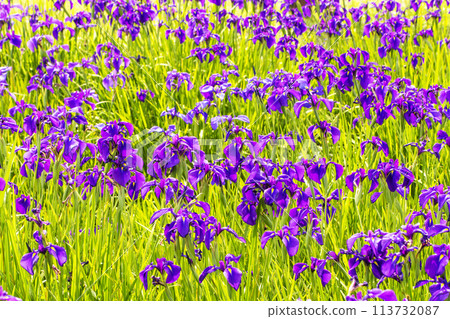 Clusters of irises, Saigū's iris colony, the natural monument Dondohana, and wild iris flowers 113732087