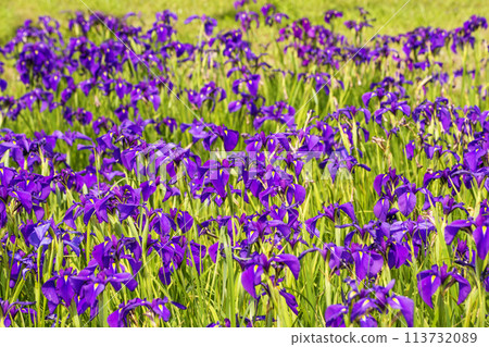 Clusters of irises, Saigū's iris colony, the natural monument Dondohana, and wild iris flowers 113732089