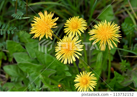 蒲公英（本地種） 113732152