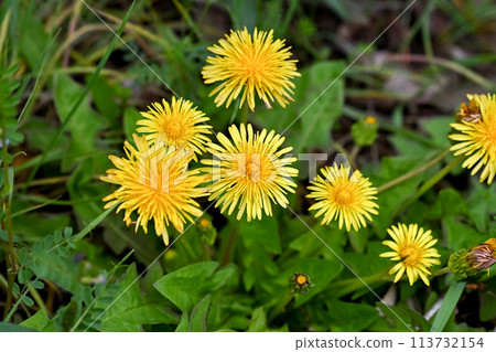 蒲公英(本地種) 蒲公英(本地種) 113732154