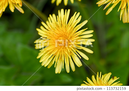 Dandelion (native species) 113732159