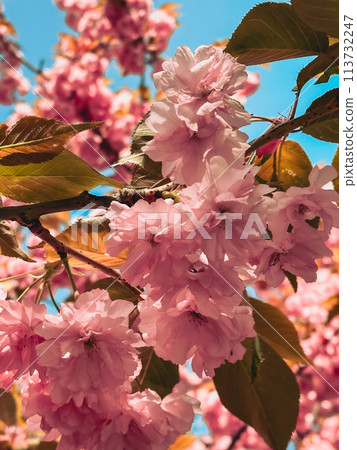 blooming sakura flowers close up 113732247