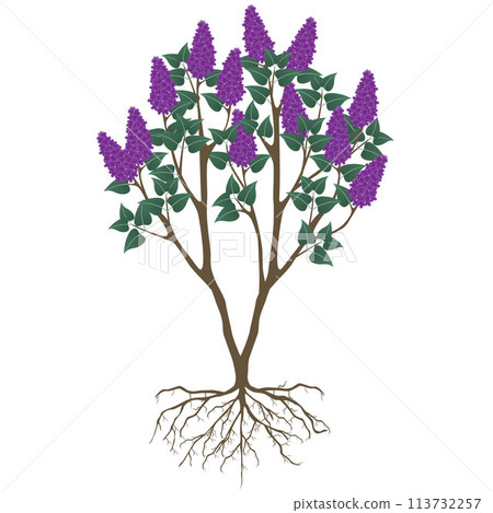 Lilac bush with flowers and roots on a white background. Lilac bush with flowers and roots on a white background. 113732257