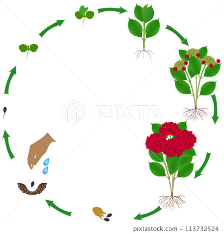 Life cycle of red hydrangea plant on a white background. 113732524