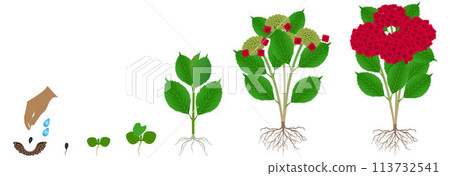 Cycle of growth of red hydrangea isolated on a white background. 113732541
