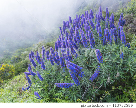 Close up of a Echium candicans, Pride of Madeira, large blue flowers in full bloom Close up of a Echium candicans, Pride of Madeira, large blue flowers in full bloom 113732599