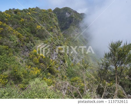 View of green foggy misty mountain landscape covered with yellow flowers and white dry trees at hiking trail PR12 to Pico Grande one of the highest peaks in the Madeira, Portugal View of green foggy misty mountain landscape covered with yellow flowers and white dry trees at hiking trail PR12 to Pico Grande one of the highest peaks in the Madeira, Portugal 113732611