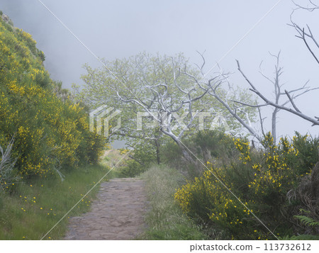 paved footpath in green foggy misty mountains covered with yellow flowers and white dry trees at hiking trail PR12 to Pico Grande one of the highest peaks in the Madeira, Portugal 113732612