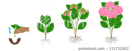 Cycle of growth of pink hydrangea isolated on a white background. Cycle of growth of pink hydrangea isolated on a white background. 113732922
