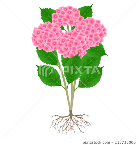 Bush of pink hydrangea with roots on a white background. 113733006
