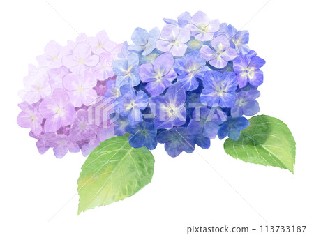 Hydrangea watercolor illustration Hydrangea watercolor illustration 113733187