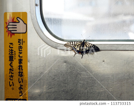 火車上的蝴蝶 113733315