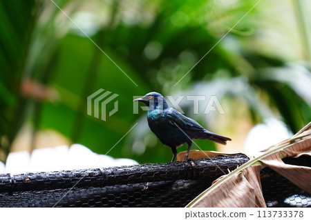Eastern Starling (Maruyama Zoo, Sapporo) 113733378