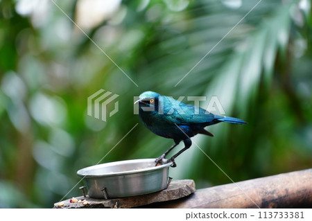 Eastern Starling (Maruyama Zoo, Sapporo) 113733381