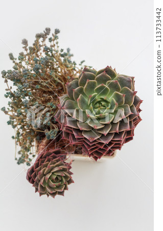 Green Graptopetalum bellum rosette, top view 113733442