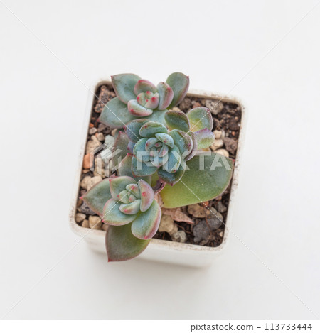 Green succulent houseplant on white background 113733444
