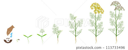Cycle of growth of dill plant isolated on a white background. 113733496