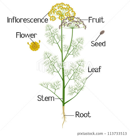 Parts of a dill plant on a white background. 113733513